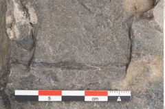 Foto (Detailansicht) von Dictyophyllum acutilobum Schenk. (NHMW-GEO-2024-0188-10507)